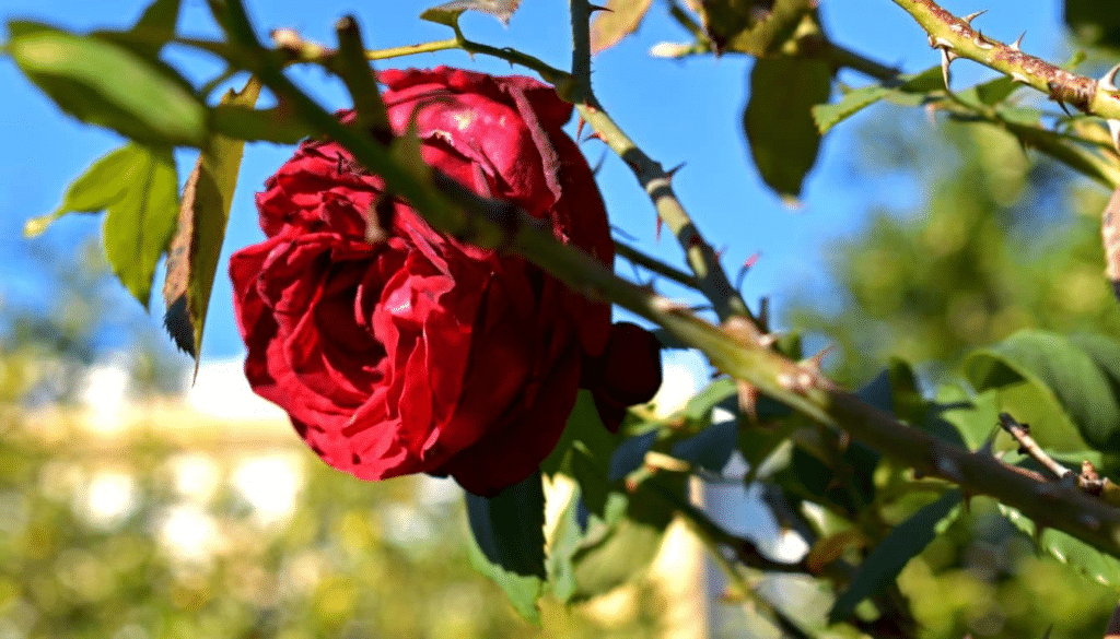 Why do roses have thorns? The answer will surprise you
