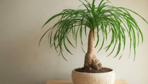 Do you unknowingly neglect the smoke-eating plant? Here’s what you need to know about your Nolina.