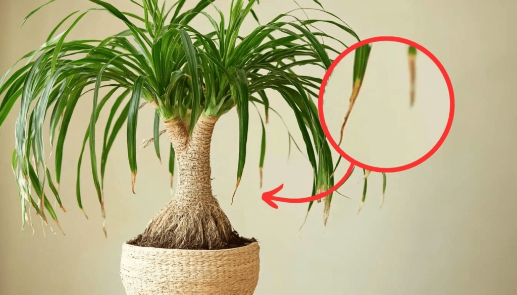 The surprising reasons for the brown tips on the smoke plant: here’s how to take care of it
