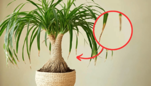 The surprising reasons for the brown tips on the smoke plant: here’s how to take care of it