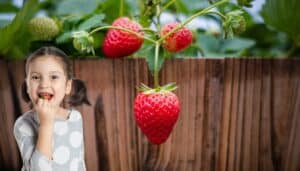 Scopri il trucco infallibile per coltivare fragole succose sul tuo balcone e sorprenditi del risultato