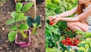 Urgente! Non perdere l'occasione di raccogliere fragole già a giugno