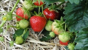 Marzo è il mese delle fragole: le varietà imperdibili da coltivare!