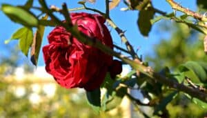 Perché le rose hanno le spine? La risposta ti sorprenderà