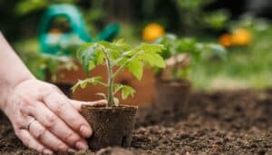 Pomodori in giardino: 8 varietà facili da coltivare che devi piantare a marzo!