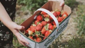 Il tuo giardino ringrazierà: un ingrediente comune che farà esplodere la tua produzione di fragole!
