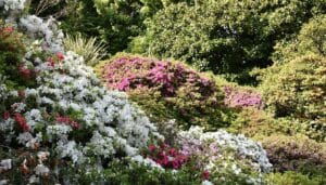 Pronto a esplorare il giardino botanico di Villa Carlotta sul Lago di Como? Ha appena riaperto con delle novità